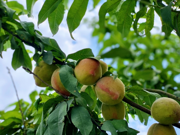 241690191435530264.jpg 采摘活动03.jpg