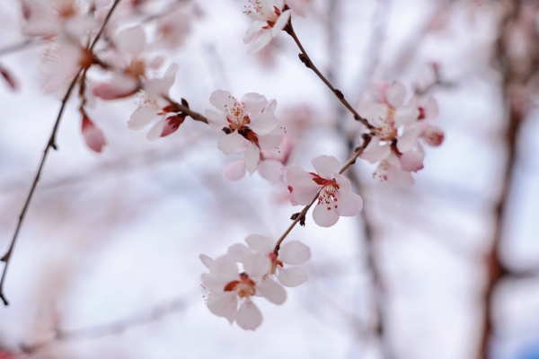 281690537669766030.jpg 花事03.jpg