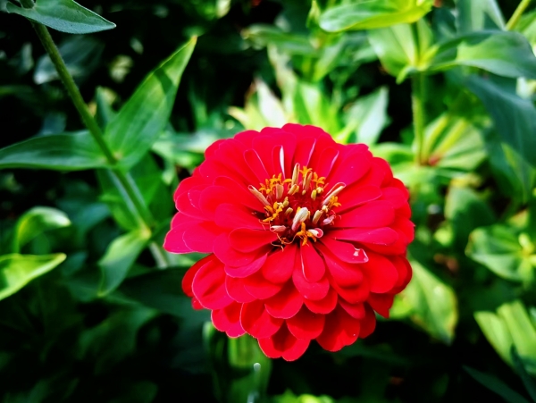 281690537690198331.jpg 花事02.jpg