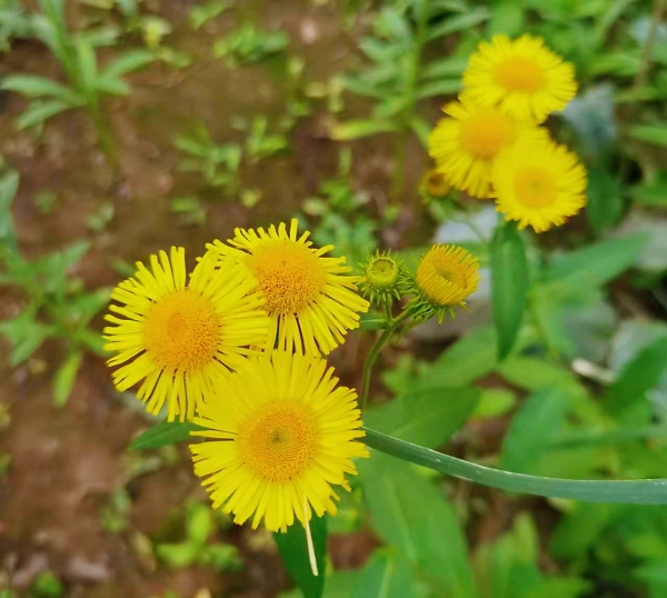 281690537798139022.jpg 花事01.jpg