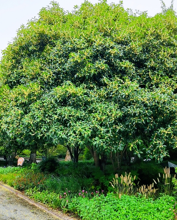 161697447899136254.jpg 桂花香01.jpg