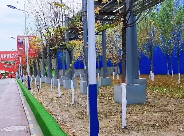 011701422580279394.jpg 树木涂白 (2).jpg