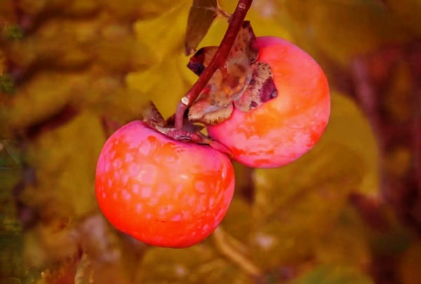 061701853857170612.jpg 好事花生 (3).jpg