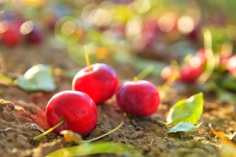 111754900413287531.jpg 微信图片_20250811161956.jpg